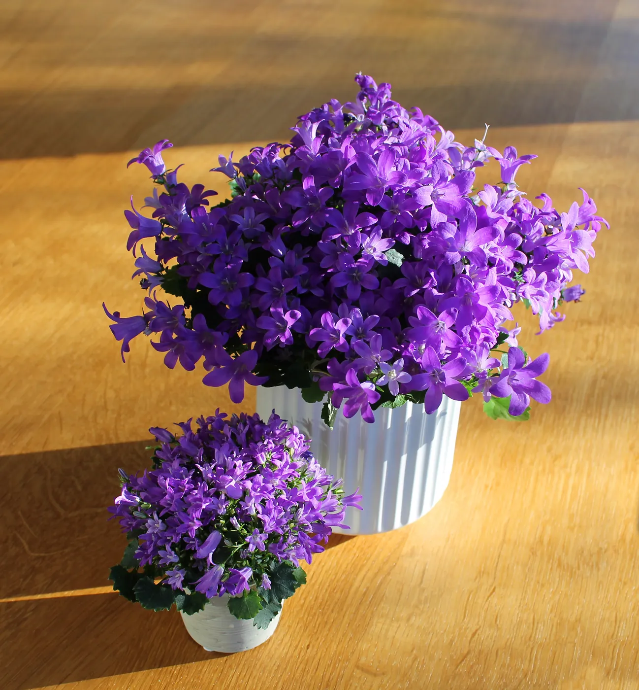 Macetas Decorativas